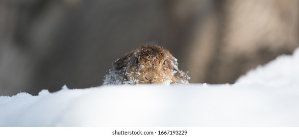 Marmot In The Snow In Winter,Groundhog Day