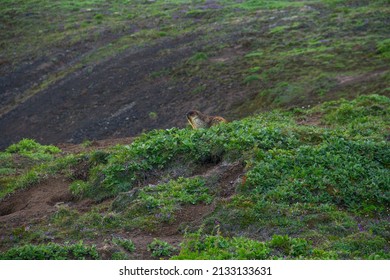 Marmot In The Wild. Woodchuck Or Marmota Baibacina Near Its Burrow. Kamchatka Peninsula.