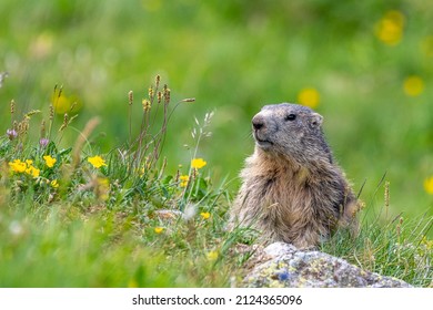 Marmot Wildlife Nature French Alps