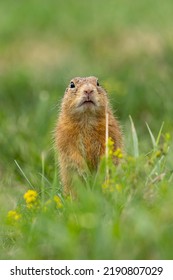 Marmotini, Ground Squirrel, Grass Field