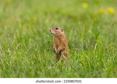 Marmotini, Ground Squirrel, Grass Field