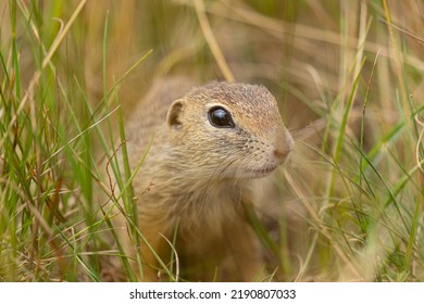 Marmotini, Ground Squirrel, Grass Field