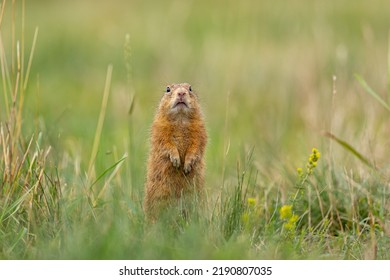 Marmotini, Ground Squirrel, Grass Field