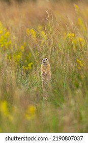 Marmotini, Ground Squirrel, Grass Field