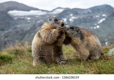 7,160 Alpine Marmot Images, Stock Photos & Vectors | Shutterstock