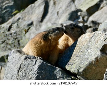 Marmots In The Early Morning, A Quiet Moment