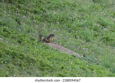 Marmots listen carefully in Retezat National Park, Romania