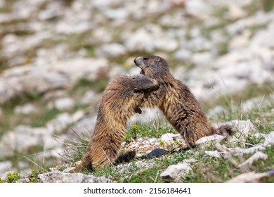 Marmots playing in the grass on the Vercors Highlands, France