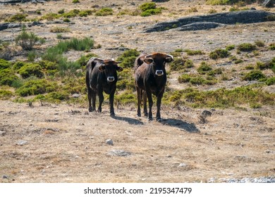 Maronesa Cow a Bovine Species Native Stock Photo 2195347479 | Shutterstock