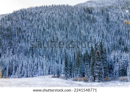 Maroon Bells mountain ridge peak in Aspen, Colorado morning and pattern of blue spruce pine coniferous trees forest view and winter snow valley