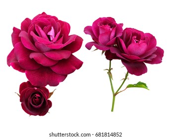 Maroon Climbing Roses Isolated On White Background With Clipping Path.