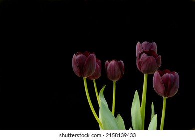 5,578 Dark maroon flowers Images, Stock Photos & Vectors | Shutterstock