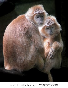 The Maroon Langur, Maroon Leaf Monkey, Presbytis Rubicunda Is A Member Of The Family Cercopithecidae.