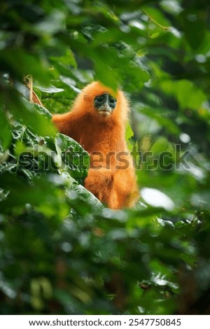 Maroon langur or leaf monkey or Red leaf monkey Presbytis rubicunda, endemic to Borneo and Karimata, live in forests, feed on leaves, seeds, and fruits, in Danum Valley of eastern Sabah.