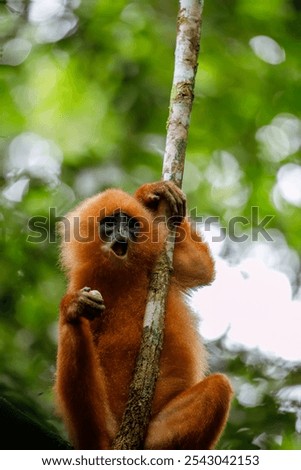 Maroon, or red, leaf monkey, or langur, in trees of Danum Valley , Borneo, Malaysia.