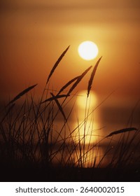 Marra grass with warm sunset reflecing on the ocean
