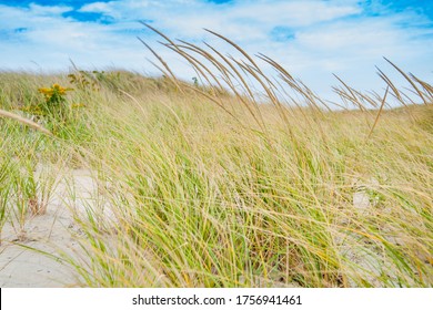 Marram Grass Blowing In Wind On Beach In Coastal New England USA