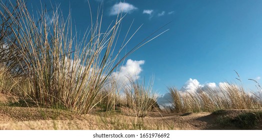 13 Duinen gras Images, Stock Photos & Vectors | Shutterstock