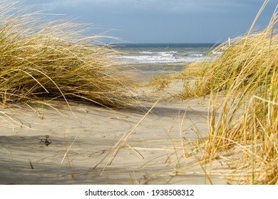 Marram Grass In The Dunes Of The North Sea.