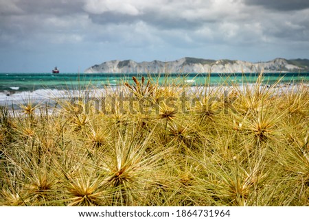 Marram grass flowers on a sand dune at a Gisborne beach facing Young Nick's Head 
