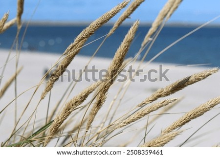 Similar – Image, Stock Photo marram grass Marram grass