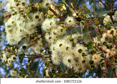 Marri Flowers Bloodwood Tree, Known As Red Gum, Port Gregory Gum Blossoming During Summer In Western Australia (Eucalyptus Calophylla)
