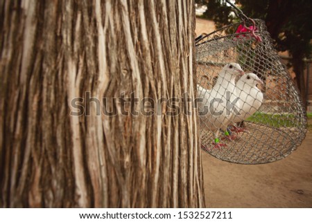 Marriage traditions concept. Couple of white fancy pigeons standing in decorative metal cage hanging on old tree. Text space. Outdoor shot