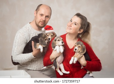 Married Couple With Four Cute Puppies In Their Arms. Santa Hat On One Beagle. Having Fun, Festive Mood, Smiles. Caucasian. Eye Contact. Horizontal. Studio Light. Christmas Concept, Love, Dog Kennel.