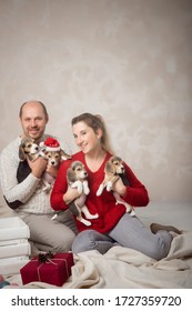 Married Couple With Four Cute Puppies In Their Arms. Santa Hat On One Beagle. Having Fun, Festive Mood, Smiles. Caucasian. Eye Contact. Horizontal. Studio Light. Christmas Concept, Love, Dog Kennel.