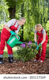 Married Couple Watering And Caring About Flowers In Garden