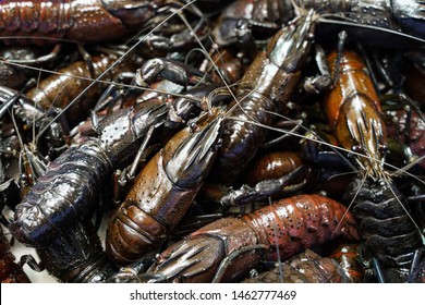 Marron Is A Species Of Crayfish (also Known As Yabbies) In Western Australia.