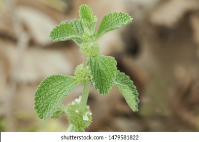 Marrubium vulgare white horehound or common horehound green leaves of this plant of intense smell and growing in uncultivated grounds brown background defocused natural light