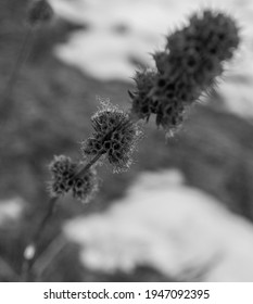 491 Horehound Images, Stock Photos & Vectors | Shutterstock