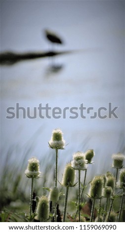 Similar – Image, Stock Photo grass stain Plant Flower