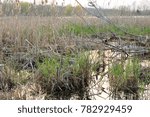 Marsh beginning to green up in springtime
