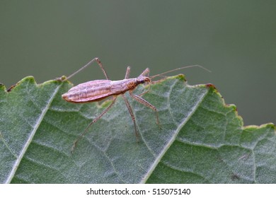 Marsh Damsel Bug, Nabis limbatus