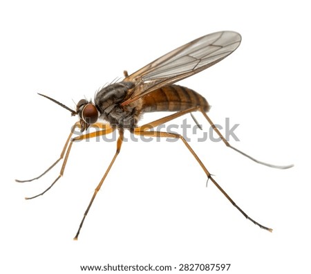 Marsh Fly Slim Olive Brown Body With Narrow Trans Isolated On White Background