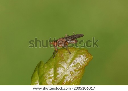 Marsh fly, snail-killer spec, Tetanocera spec. Family Sciomyzidae. On a wet leaf of a redcurrant in a Dutch garden. Spring, May, Netherlands.                                 