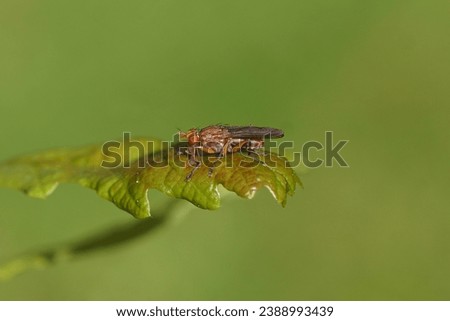 Marsh fly, snail-killer spec, Tetanocera spec. Family Sciomyzidae. On a wet leaf of a redcurrant in a Dutch garden. Spring, May, Netherlands.	                               