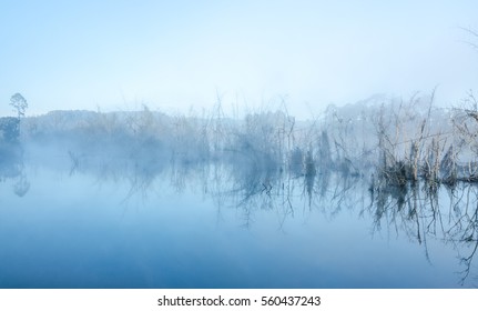 marsh with Fog and dried tree and reflecting from surface water in the morning - Shutterstock ID 560437243
