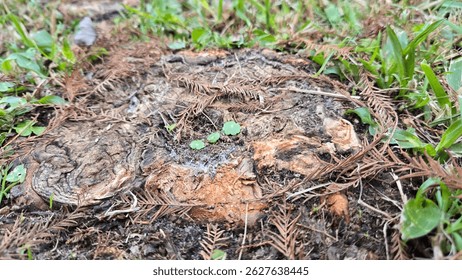 Marsh Forest Wildlife and Treestump