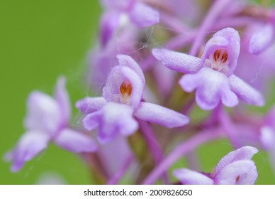 Marsh Fragrant-orchid - Gymnadenia densiflora, beautiful colored flowering plant from European meadows and marshes, White Carpathians, Czech Republic.
