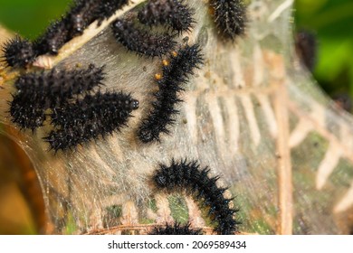 Nymphalidae Caterpillars Images Stock Photos Vectors Shutterstock