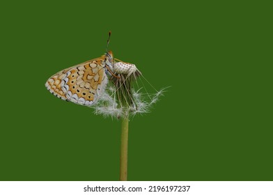 A Marsh Fritillary On A Dandelion 