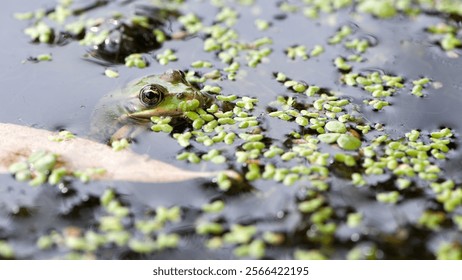 Marsh frog, frog eyes, Pelophylax ridibundus, in nature habitat. Wildlife scene from nature, green animal in water. Beautiful frog in dirty water in a swamp. amphibian close-up - Powered by Shutterstock