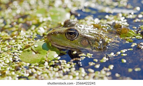 Marsh frog, frog eyes, Pelophylax ridibundus, in nature habitat. Wildlife scene from nature, green animal in water. Beautiful frog in dirty water in a swamp. amphibian close-up, in a swamp in duckweed - Powered by Shutterstock