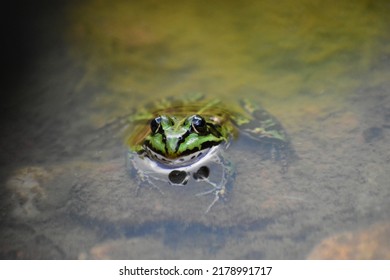 Marsh Frog Looking Straight At The Photographer