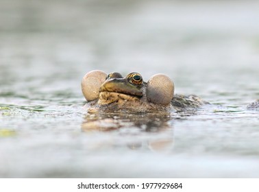 Marsh Frog Making Mating Call