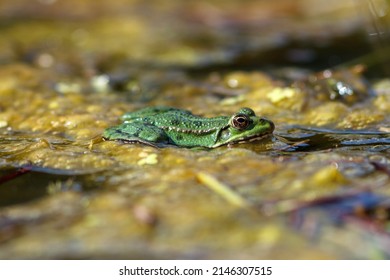 Marsh Frog On Top Of Pond Weed Uk