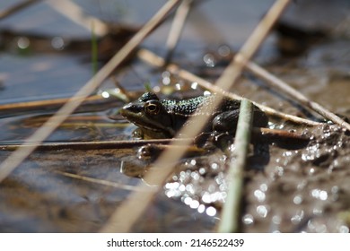 Marsh Frog On Top Of Pond Weed Uk